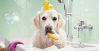 cómo bañar a un perro en casa
