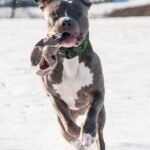 Cuidado de la Raza Pit Bull Terrier Americano