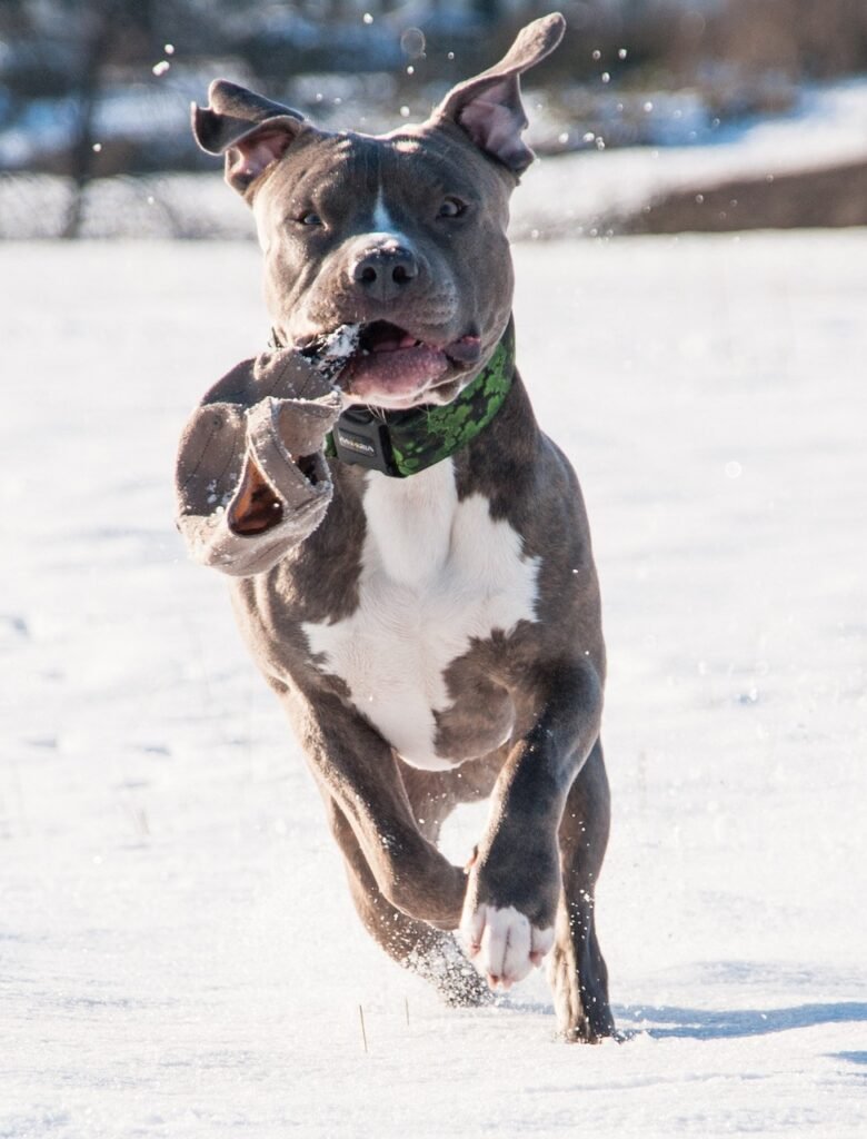 Cuidado de la Raza Pit Bull Terrier Americano