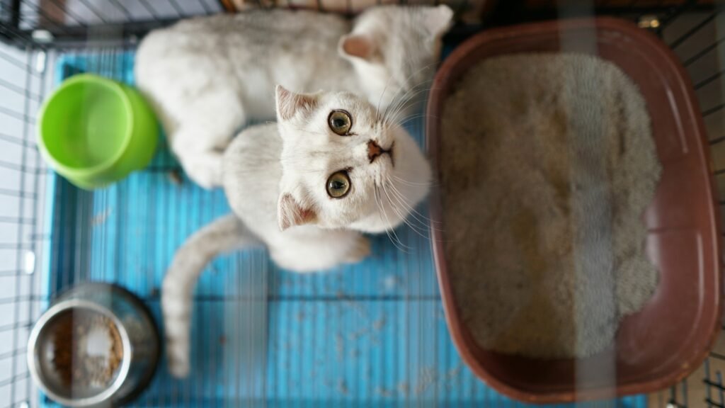 Arena para gatos: ¿cuál es la mejor opción para tu michi en 2025?