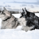 Cuidados del Husky Siberiano