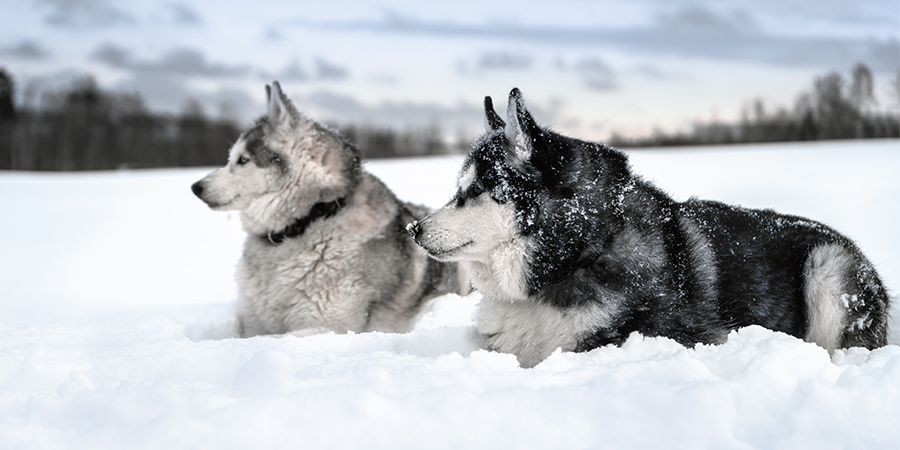 Cuidados del Husky Siberiano
